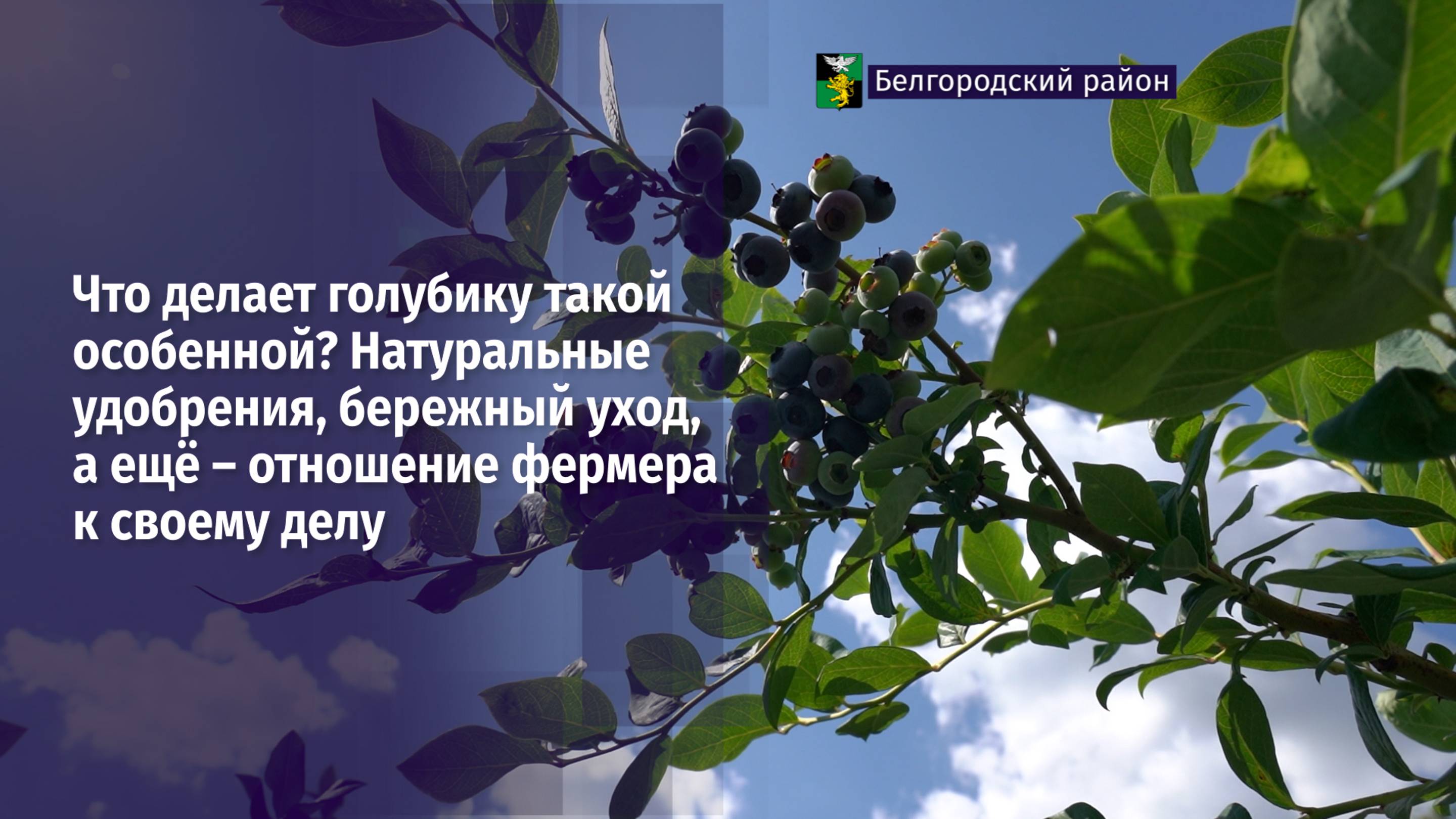 Что делает голубику такой особенной?