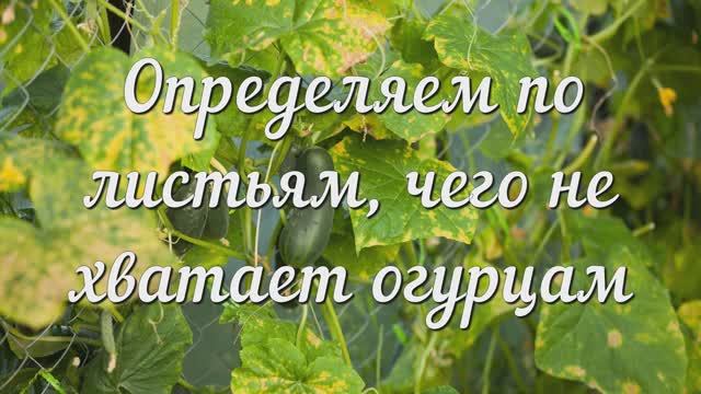Определяем по Листьям, Чего не Хватает Огурцам. Берем на Заметку!