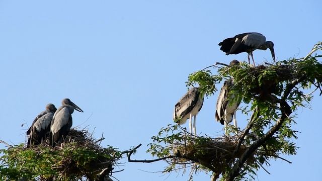 птицы в гнезде