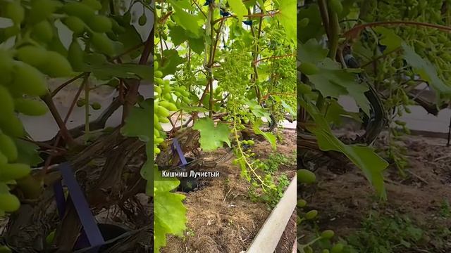 Состояние виноградника в теплицах на первую декаду июля.
#виноградник #виноград #работынавиноградник