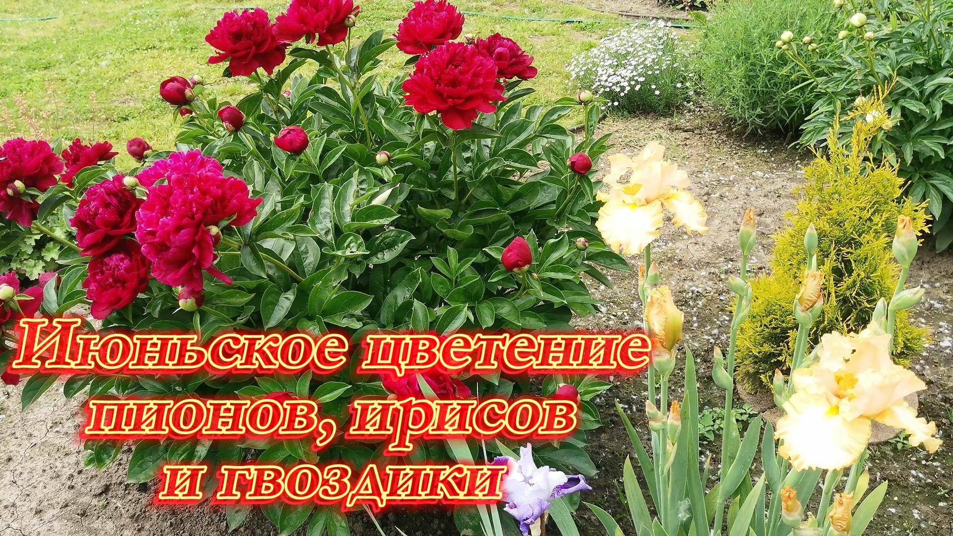 Волшебство цветения: пионы, ирисы и гвоздики в одном кадре!