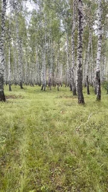Березовый лес