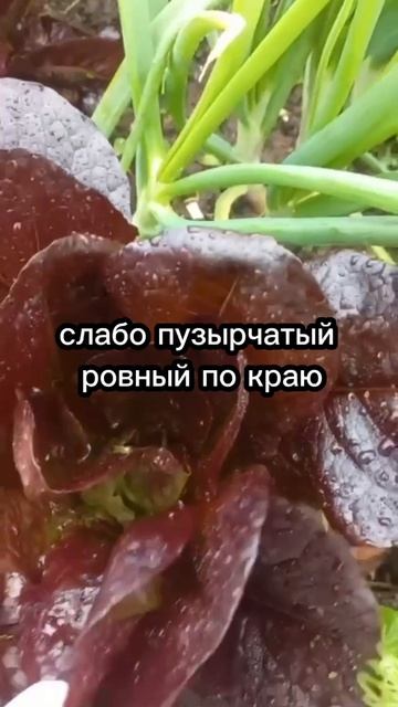 Салат Туринус