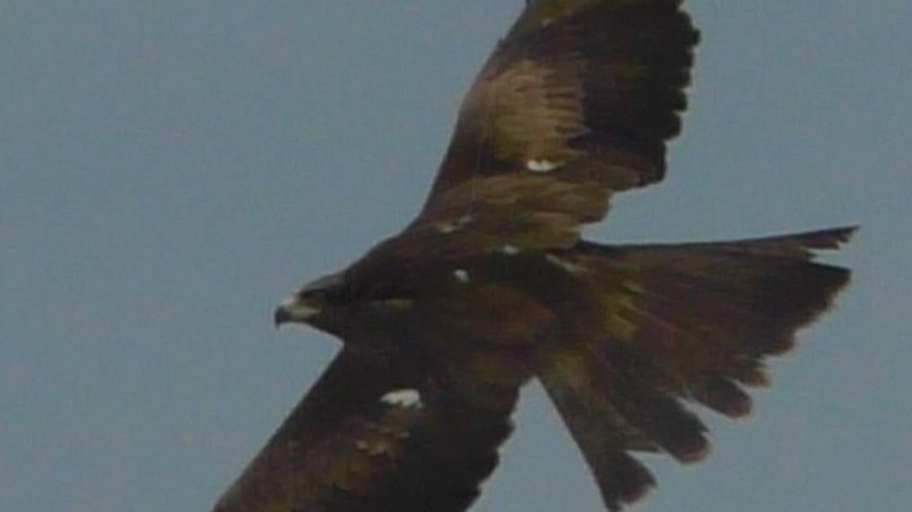 Как-то так. Беркут.