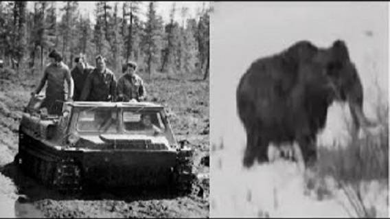 Встреча с живым мамонтом в северной тундре