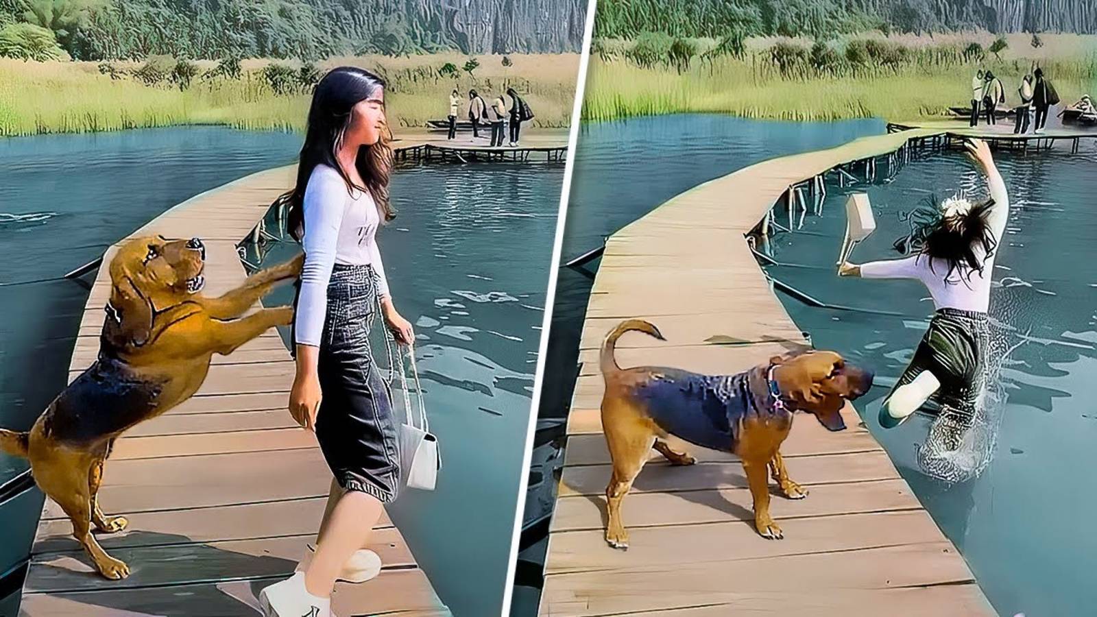 Когда Собаки Проявляют Свой Нрав 🐶🔥