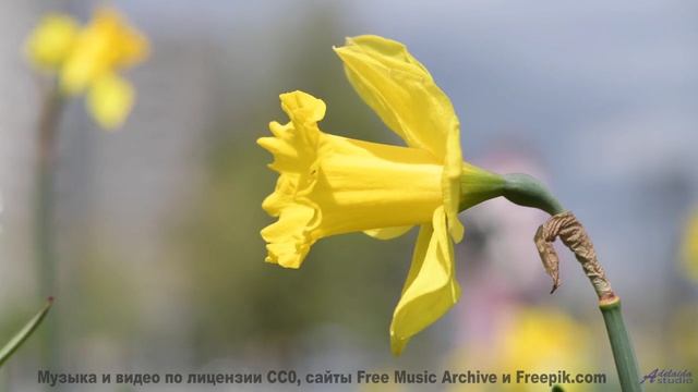 Что скрывают эти горы Смотри ДО КОНЦА! - When We Were Young -- Derek Clegg -- Man on the Run