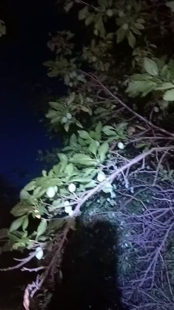 1000685137.mp4