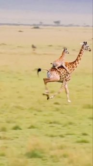 Жирафы и гиены