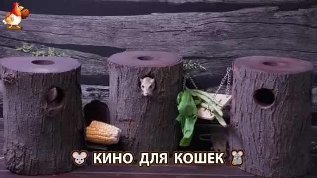Видео для кошек про крысок развлекать питомцев 🐭🐀😂 (196)