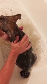 #сезонконтетаRUTUBE
Добрые руки хозяина.
Так бы и мылся весь день,лишь бы Гладили!