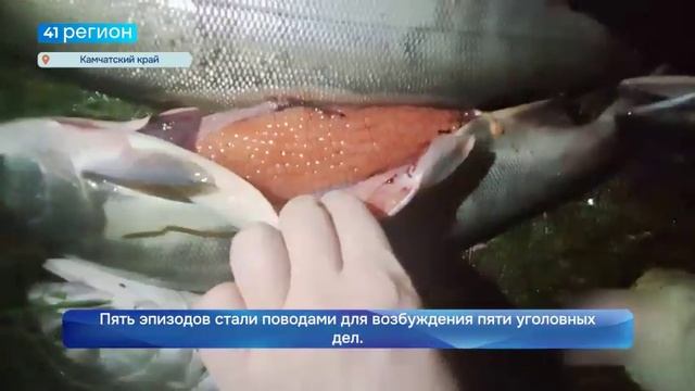 БОЛЬШЕ СОТНИ НАРУШЕНИЙ ЗА НЕДЕЛЮ ВЫЯВИЛИ СОТРУДНИКИ РОСРЫБОЛОВСТВА •НОВОСТИ КАМЧАТКИ