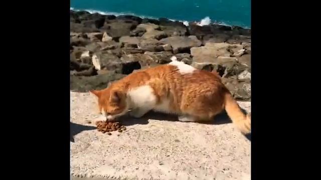 Наглые коты и хорошее настроение