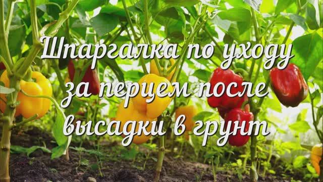 БОЛЬШОЙ урожай ПЕРЦА, что Нужно Сделать? Шпаргалка по Уходу за Перцем После Высадки в Грунт