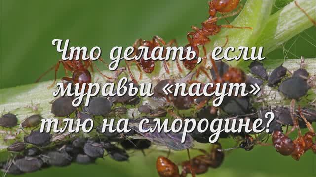 Что Делать Если Муравьи Пасут Тлю на Смородине? Сохраняйте Полезную Шпаргалку!