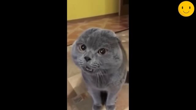 Говорящие коты