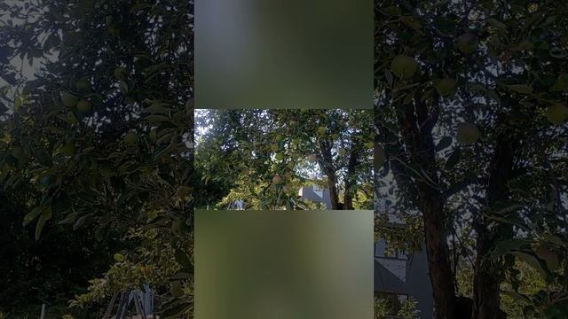 -2025 Выращиваем Лечебные грибы на участке, дачи