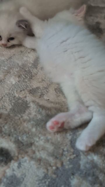 котята породы рэгдолл