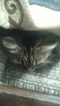 VID_20250709_083213.mp4