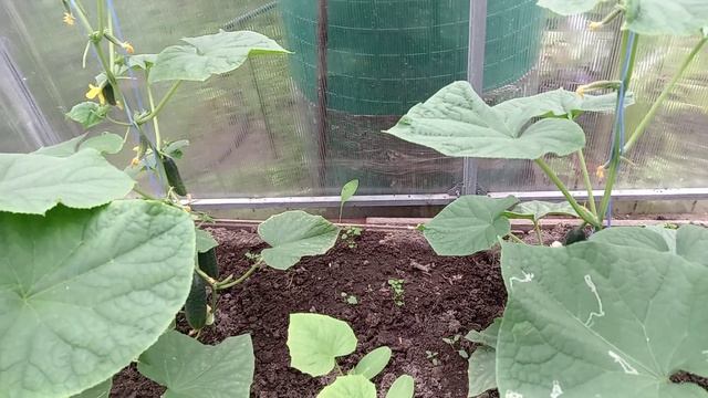 ДОЖДЛИВЫЙ ИЮЛЬ. Часть 1.