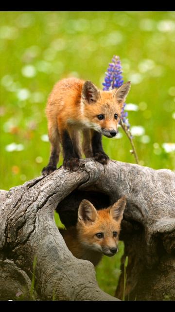 разные обои.7 звёздочек