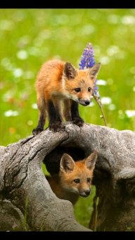 разные обои.7 звёздочек