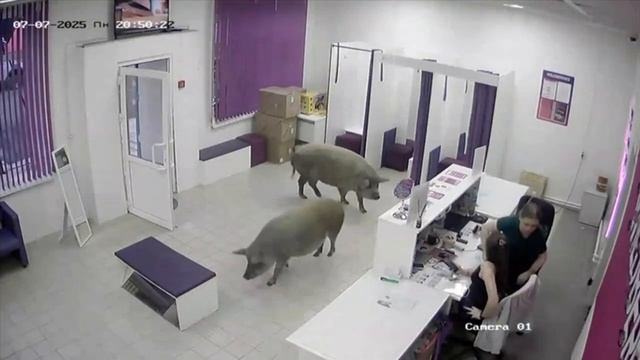 😁 Обстановка в одном из ПВЗ Wildberries:  🌴
