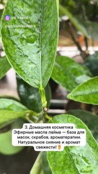 Лайм Таити: 7 идей применения и доказанная польза