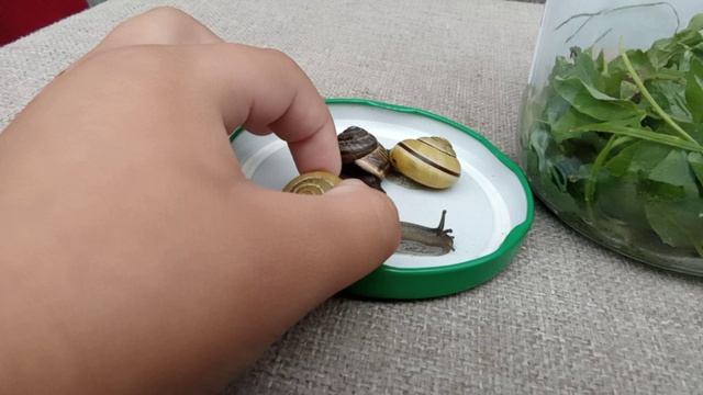 научу ухажавать за улиткоми