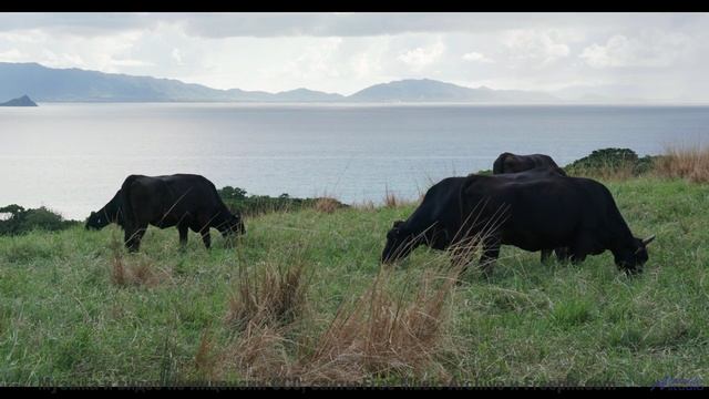 Эти леса под эту музыку - восторг - 24 Hours -- Taylor Poe -- Safe Behind the Wheel