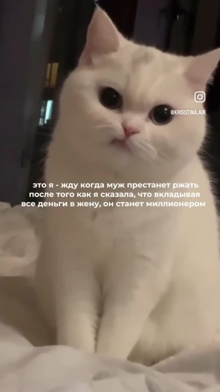 Недовольный белый кот 🐈