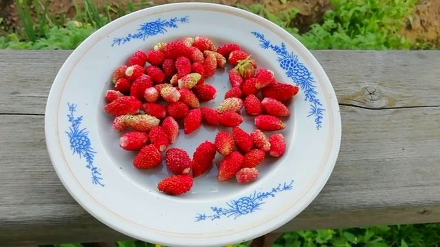 Кто не знает земляники?