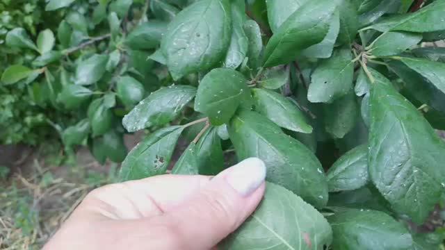 Тля на молодом сливовом дереве | Ирина Родина