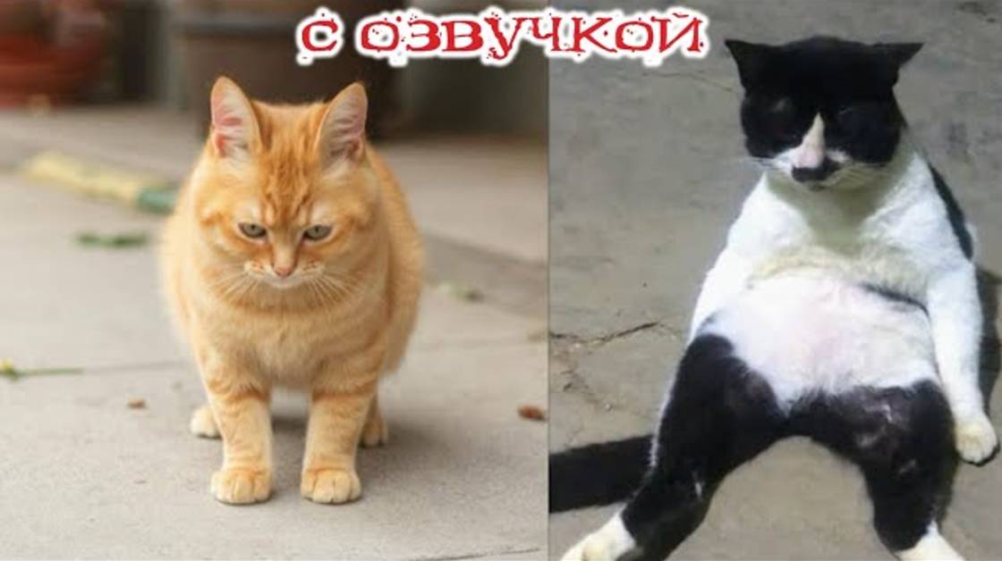 Приколы с котами! Самые смешные животные! С ОЗВУЧКОЙ! Смешные коты и кошки!