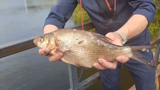 10-07-2025 Удачливый рыбак