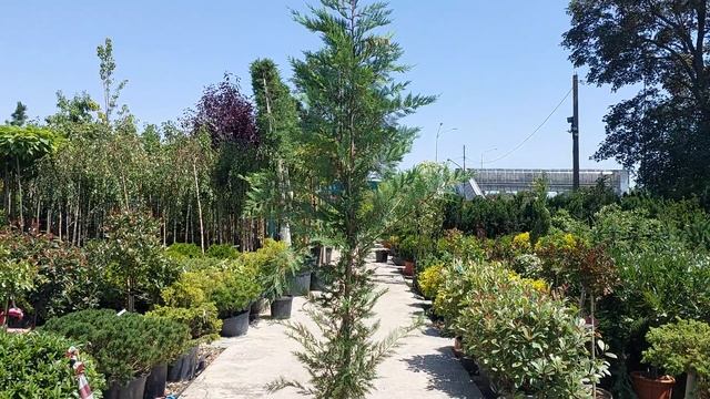 Кипарисовик LEYLANDII (Лейланди), CLT 45