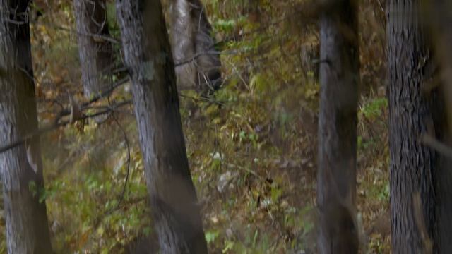 Живая природа Японии 1 серия «Хонсю» (документальный сериал, 2015)