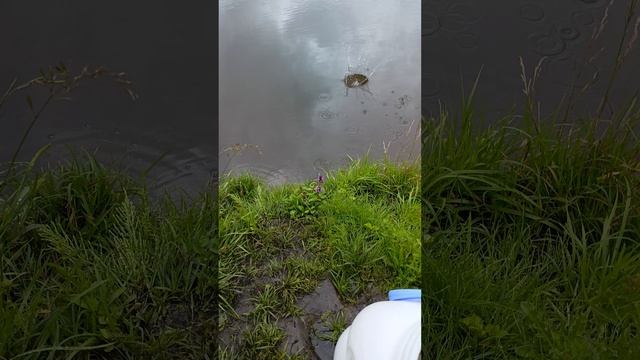 выпускаем раков и судака