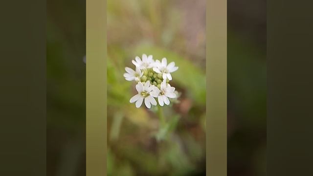 InShot_20250602_011354851.mp4