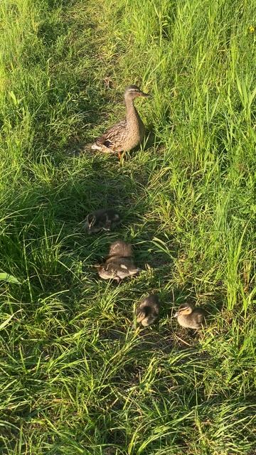 Утка с утятами пришла