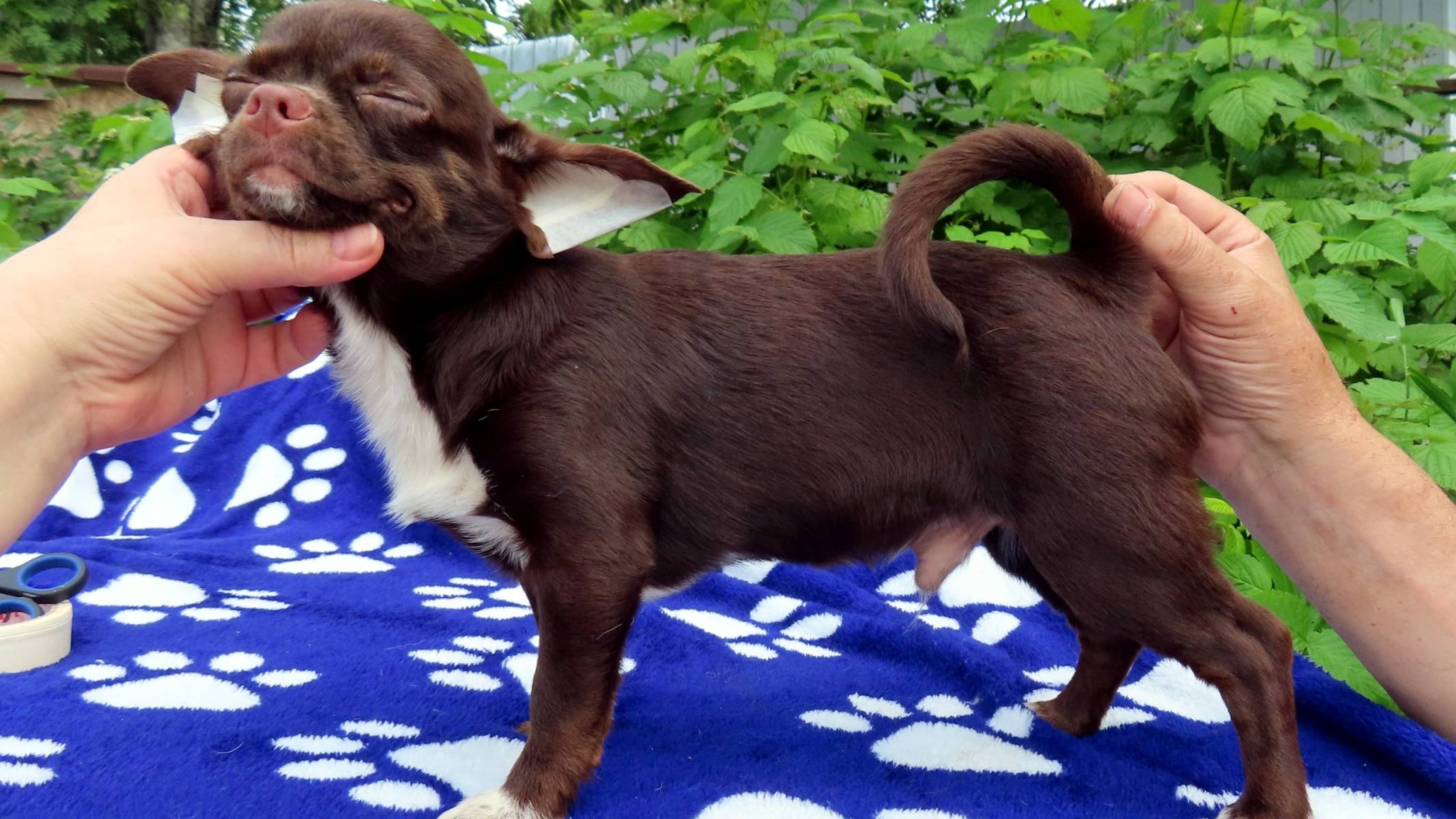 #Продаю_чихуахуа Цезарио Др. 24.01.25 #цена_в_видео #купить_чихуа_продаю 89215950848