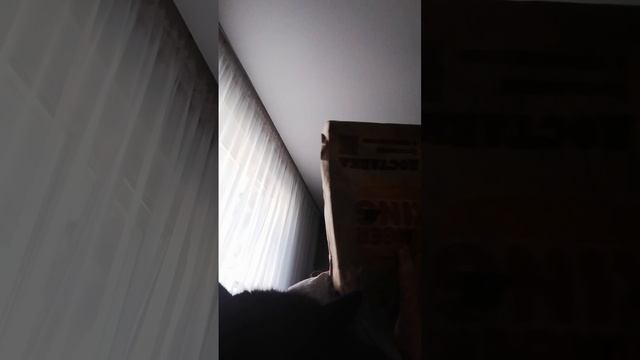 всем привет вы на канале профик, и это мой котик его зовут пифа
