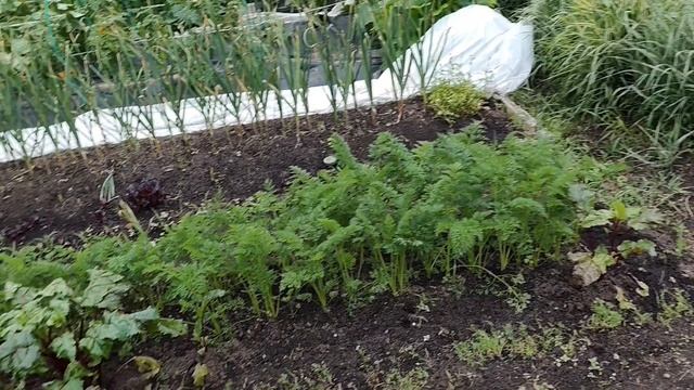 7-8 июля. жарко, классно, всё в рост пошло