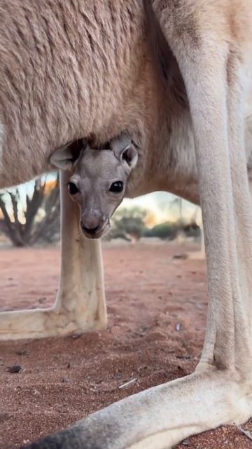 VID_20250710_043738_891.mp4