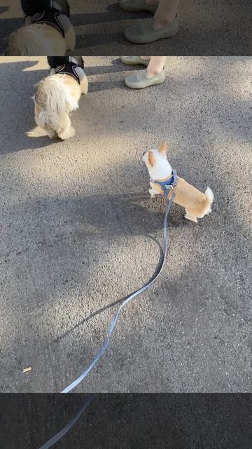 Собакины свидания