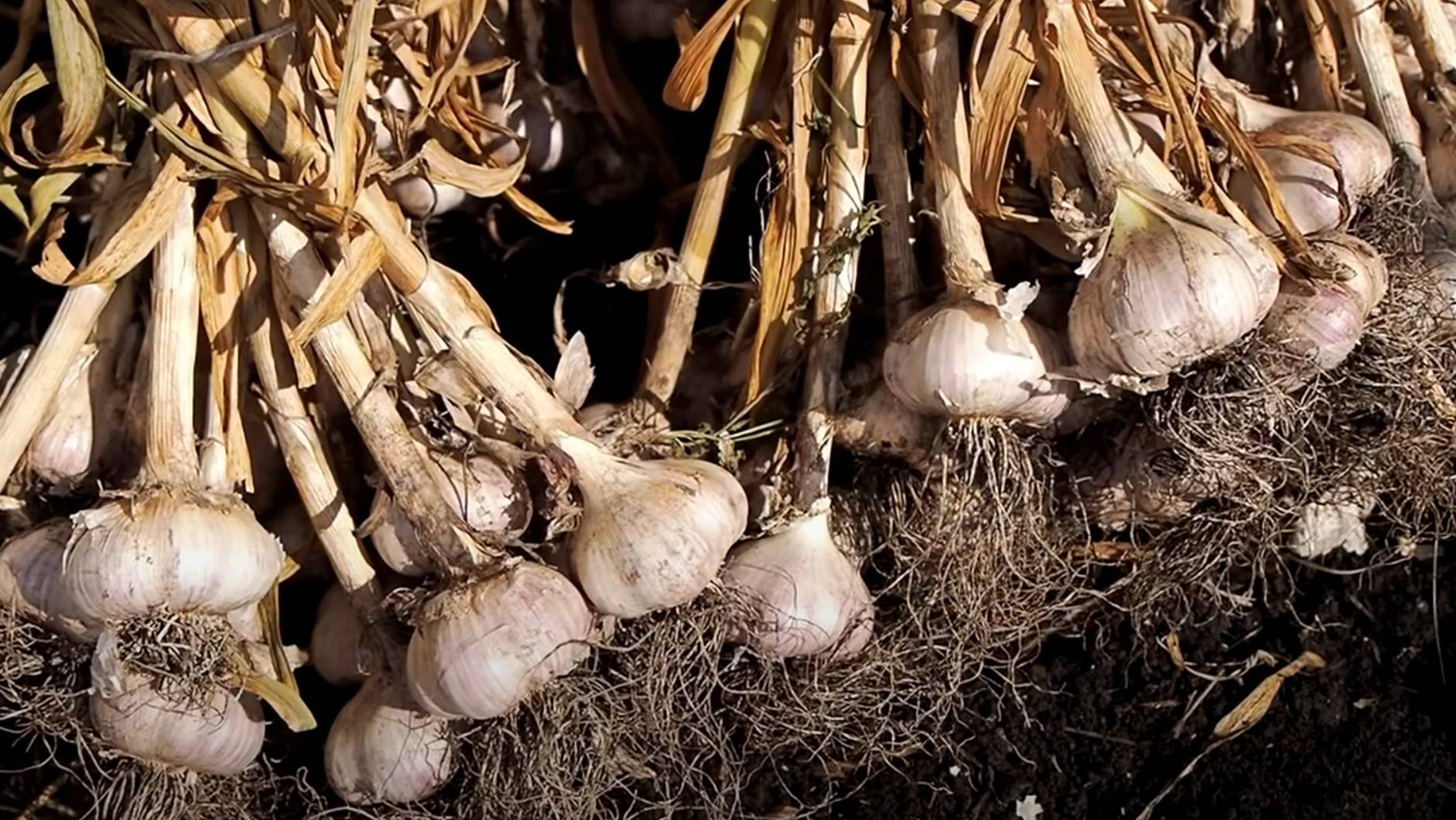 Когда убирать чеснок по лунному календарю в июле 2025 года? Благоприятные дни для уборки чеснока