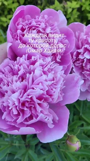 майские пионы
