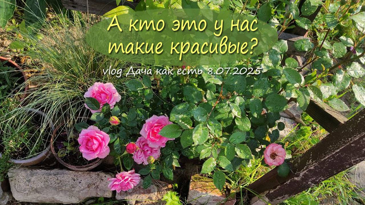 Роза кордана в саду, перекраски в деле, муравьи и о погоде / vlog дача как есть 8.07.2025