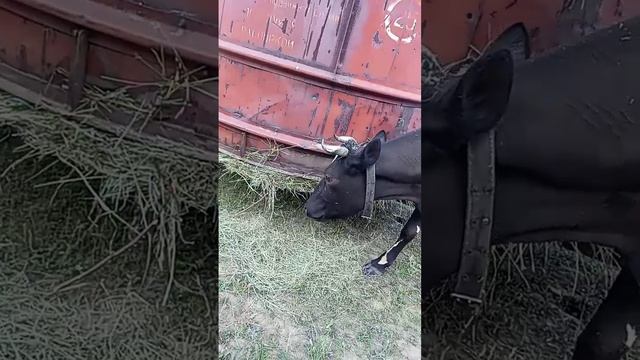 Апрелька восстанавливается, 8.07.25