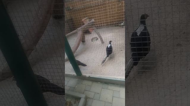 Я в ростовском зоопарке 1 часть